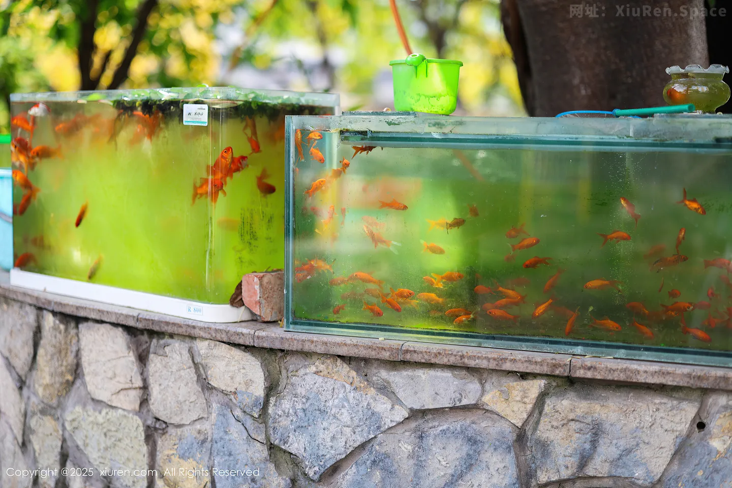 图片[2]-[XiuRen秀人网] VOL.10247 模特茂木希子性感橙T露白色内衣配超薄肉丝秀完美身材诱惑写真80P-秀人网官方网站